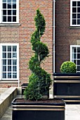 SPIRAL CONIFER TOPIARY IN FRONT OF HOUSE