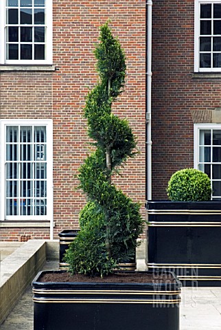 Conifer Topiary