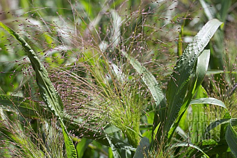 PANICUM_ELEGANS_FROSTED_EXPLOSION