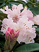 RHODODENDRON CHRISTMAS CHEER