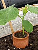 YOUNG CUCUMBER PLANT IN POT