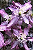 CLEMATIS MAYBELLE
