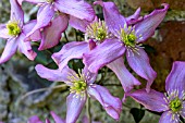 CLEMATIS MAYBELLE
