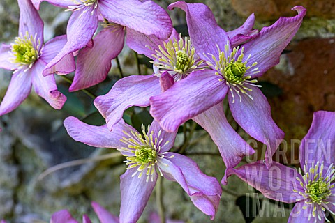 CLEMATIS_MAYBELLE