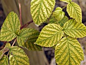 RASPBERRY LEAVES,  LIME INDUCED CHLOROSIS,  IRON DEFICIENCY SYMPTOMS
