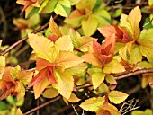 SPIRAEA JAPONICA,  GOLD FLAME