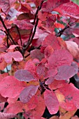 COTINUS CANDY FLOSS