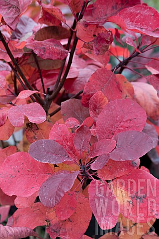 COTINUS_CANDY_FLOSS
