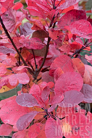 COTINUS_CANDY_FLOSS