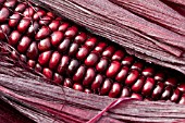 ZEA MAYS DOUBLE RED