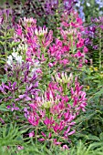 CLEOME VIOLET & ROSE QUEEN MIXED