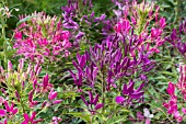 CLEOME VIOLET & ROSE QUEEN MIXED