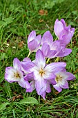 COLCHICUM THE GIANT