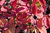 COTINUS CANDY FLOSS