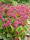 BERGENIA MORGENROTE (MORNING RED)