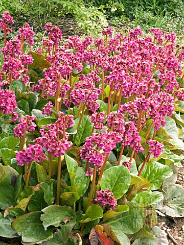 BERGENIA_MORGENROTE_MORNING_RED