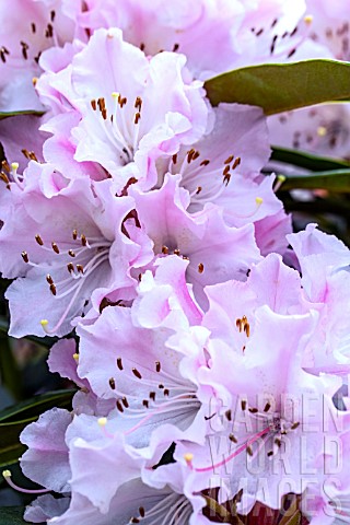 RHODODENDRON_CHRISTMAS_CHEER