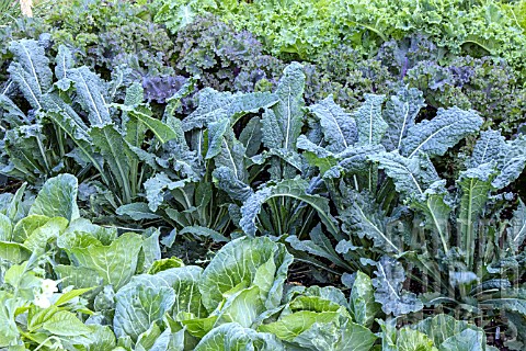 MIXED_BRASSICAS