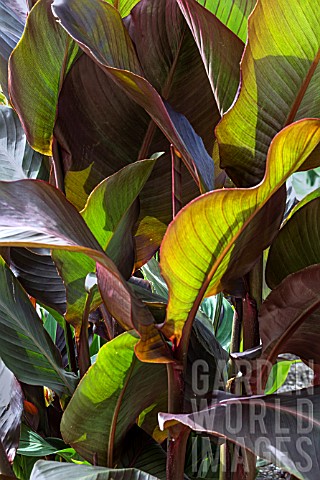 CANNA_INDICA_RUSSIAN_RED