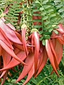 CLIANTHUS PUNICEUS (LOBSTER CLAW)