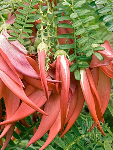 CLIANTHUS_PUNICEUS_LOBSTER_CLAW