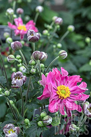 ANEMONE_JAPONICA_BELLE