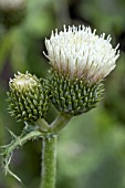 CIRSIUM FROSTED MAGIC