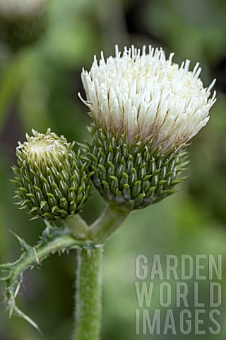 CIRSIUM_FROSTED_MAGIC