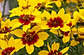 COREOPSIS CURRY UP