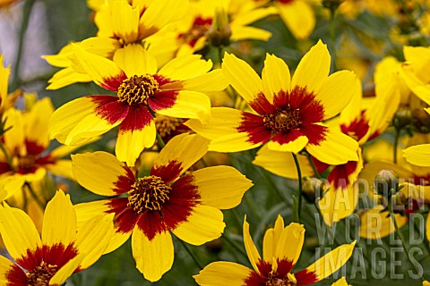 COREOPSIS_CURRY_UP