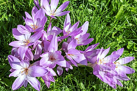 COLCHICUM_THE_GIANT