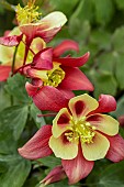 Aquilegia Earlybird Red And Yellow