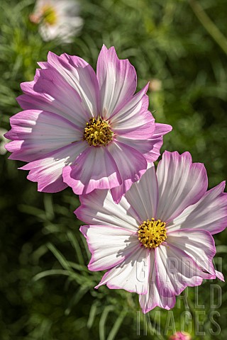 COSMOS_CANDY_STRIPE