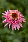 ECHINACEA BUTTERFLY KISSES