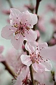 PRUNUS PERSICA EARLY RIVERS, PEACH, EARLY VARIETY, UNDER COLD GLASS, MARCH, FLOWER