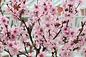 PRUNUS PERSICA EARLY RIVERS, PEACH, EARLY VARIETY, UNDER COLD GLASS, MARCH, FLOWER, BRANCH