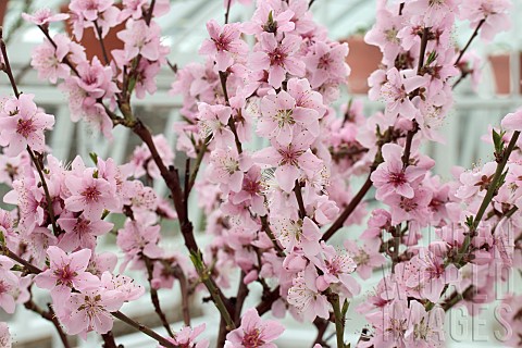 PRUNUS_PERSICA_EARLY_RIVERS_PEACH_EARLY_VARIETY_UNDER_COLD_GLASS_MARCH_FLOWER_BRANCH
