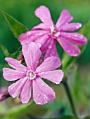 SILENE DIOICA (RED CAMPION)