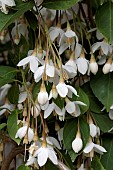 STYRAX JAPONICUS FRAGRANT FOUNTAIN