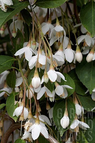 STYRAX_JAPONICUS_FRAGRANT_FOUNTAIN
