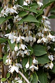 STYRAX JAPONICUS, FRAGRANT FOUNTAIN