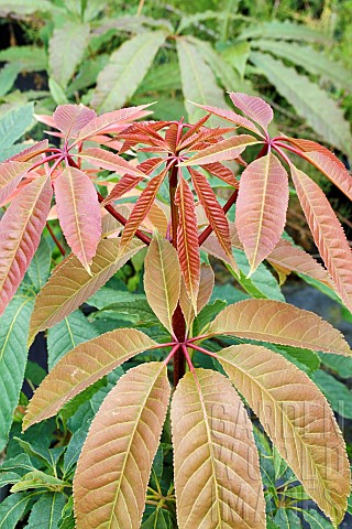 AESCULUS_CHINENSIS