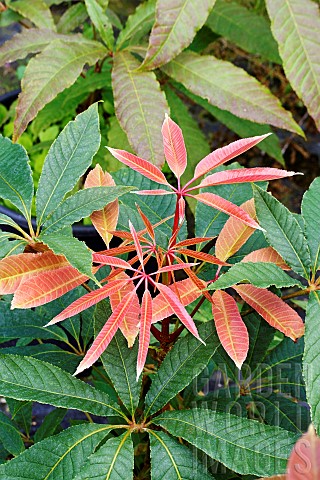 AESCULUS_CHINENSIS