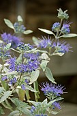CARYOPTERIS STERLING SILVER (LISSILV)