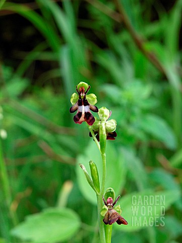 OPHRYS_INSECTIFERA__FLY_ORCHID
