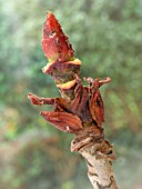 APHIS AND SCALES ON SORBUS SARGENTII STICKY BUD