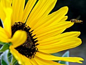 HELIANTHUS ANNUUS SILVER & GOLD