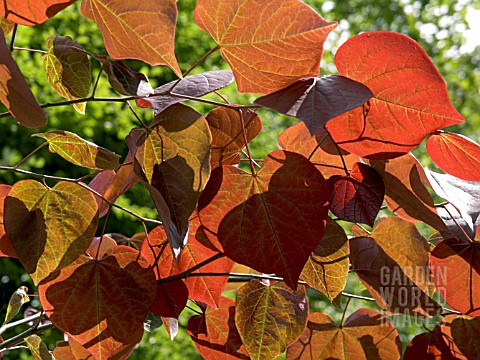 CERCIS_CANADENSIS_FOREST_PANSY