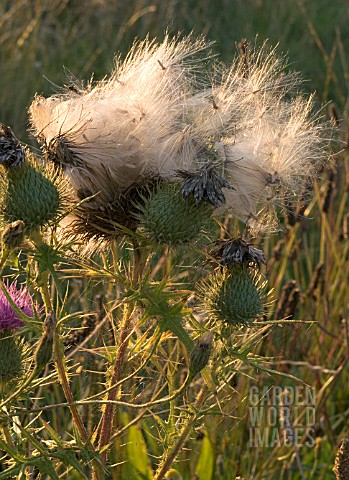 CIRSIUM_VULGARE__SPEAR_THISTLE_IN_THE_SUNSET