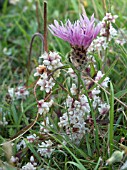 CUSCUTA EPITHYMUM,  COMMON DODDER,  NATIVE ANNUAL PARASITE LIVING ON GREATER KNAPWEED
